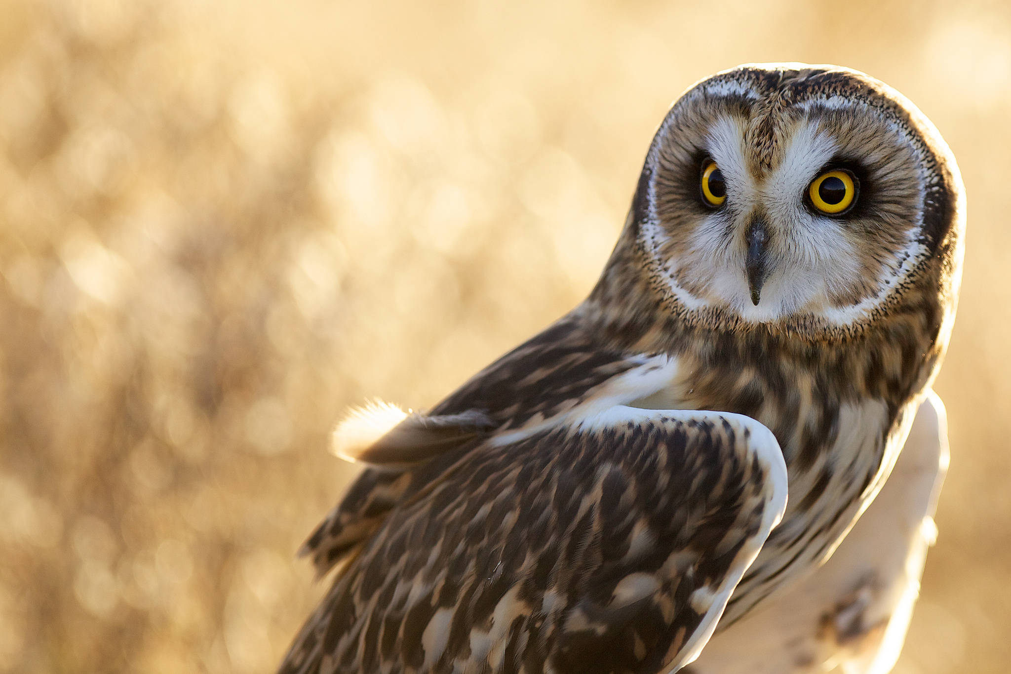 owl, Bird, Feathers Wallpaper
