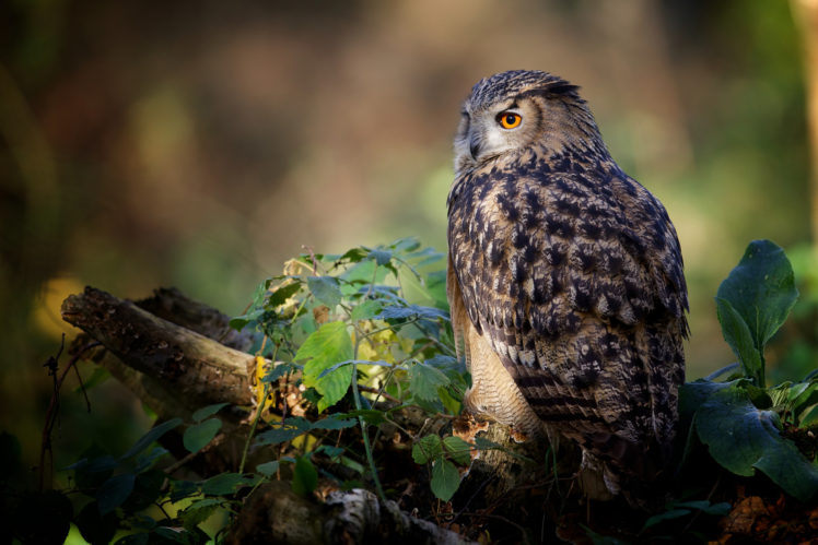 owl, Bird, Logs, Leaves HD Wallpaper Desktop Background