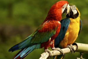 parrots, Macaw