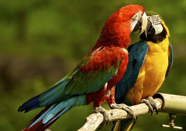 parrots, Macaw HD Wallpaper Desktop Background