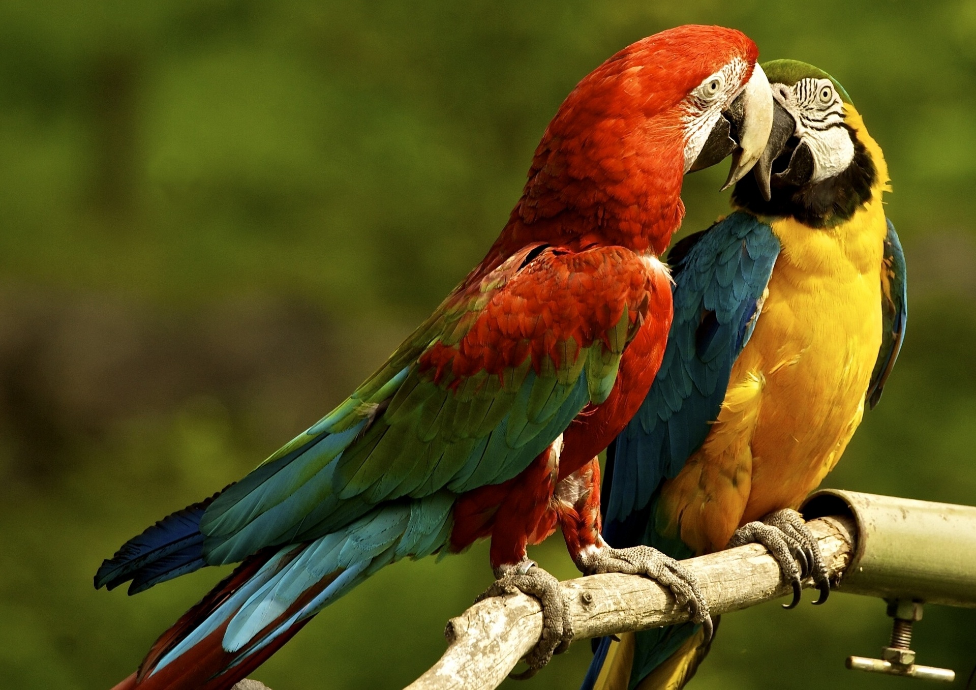 parrots, Macaw Wallpaper