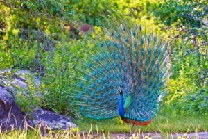 peacock, Tail, Feathers, Bird