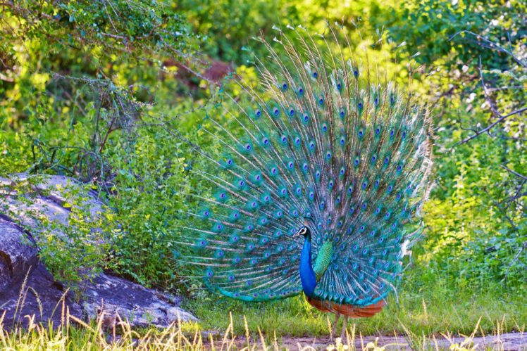 peacock, Tail, Feathers, Bird HD Wallpaper Desktop Background