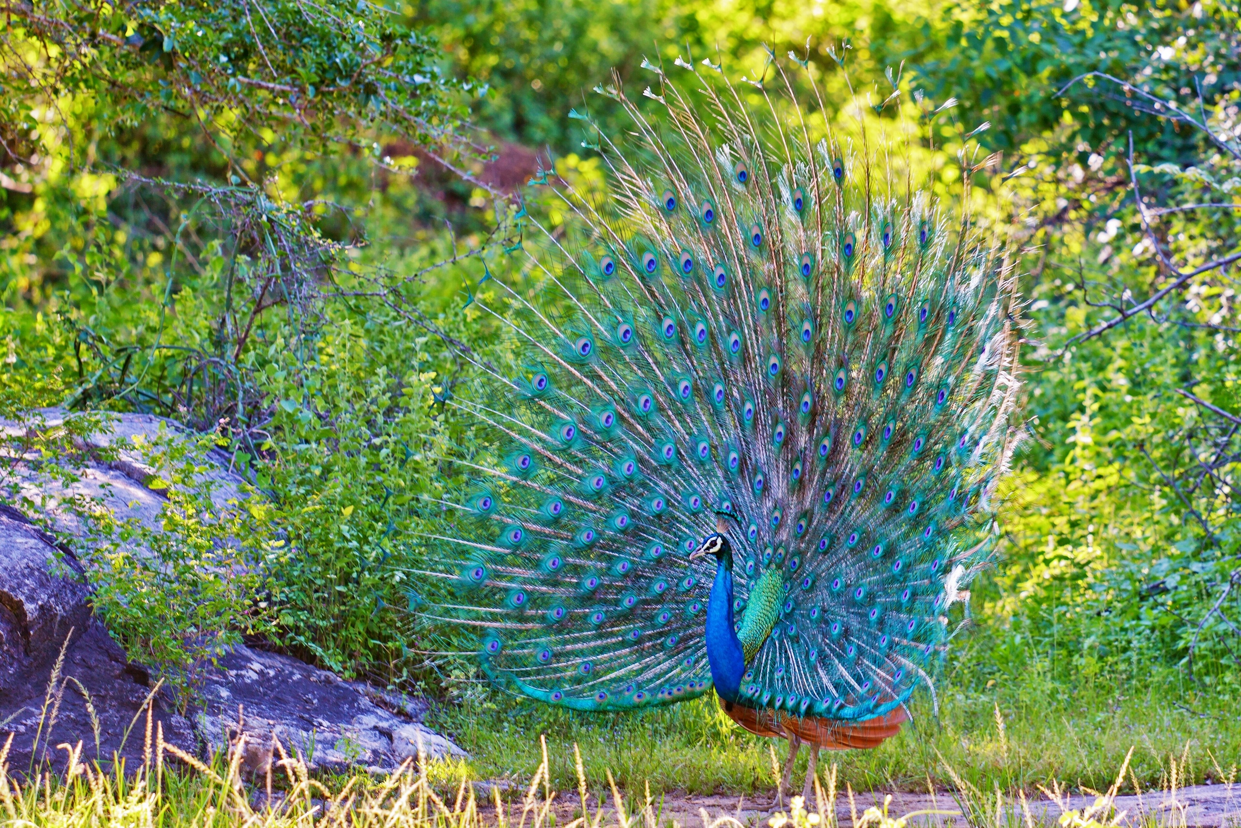 peacock, Tail, Feathers, Bird Wallpaper