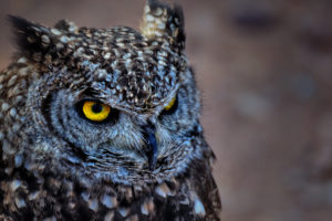 spotted, Owl
