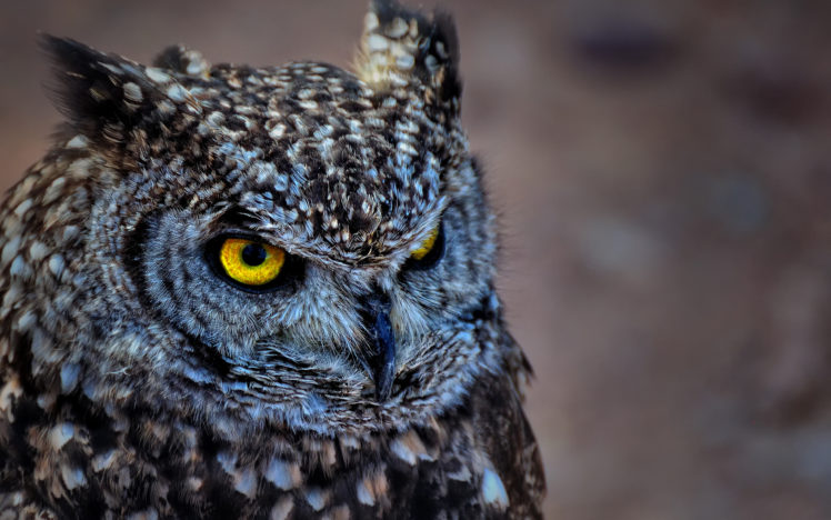 spotted, Owl Wallpapers HD / Desktop and Mobile Backgrounds