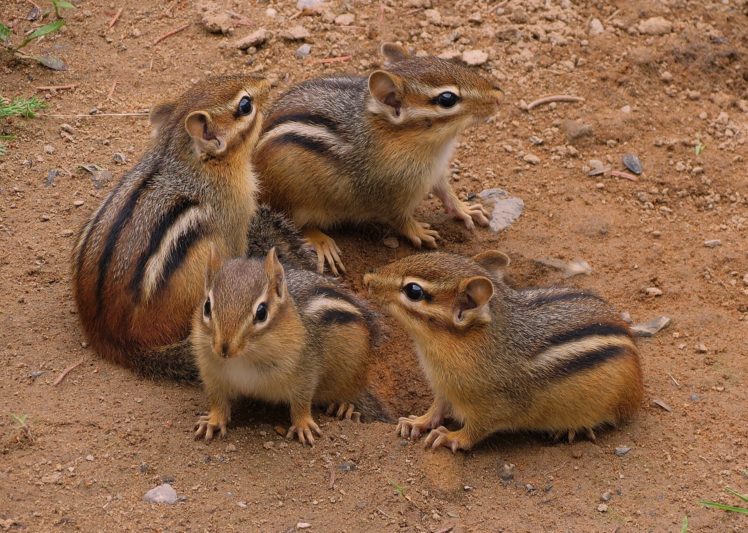 squirrels, Squirrel, Chipmunk HD Wallpaper Desktop Background