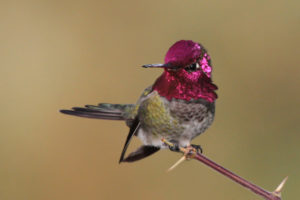 bird, Hummingbird, Branch, Feathers, Pink