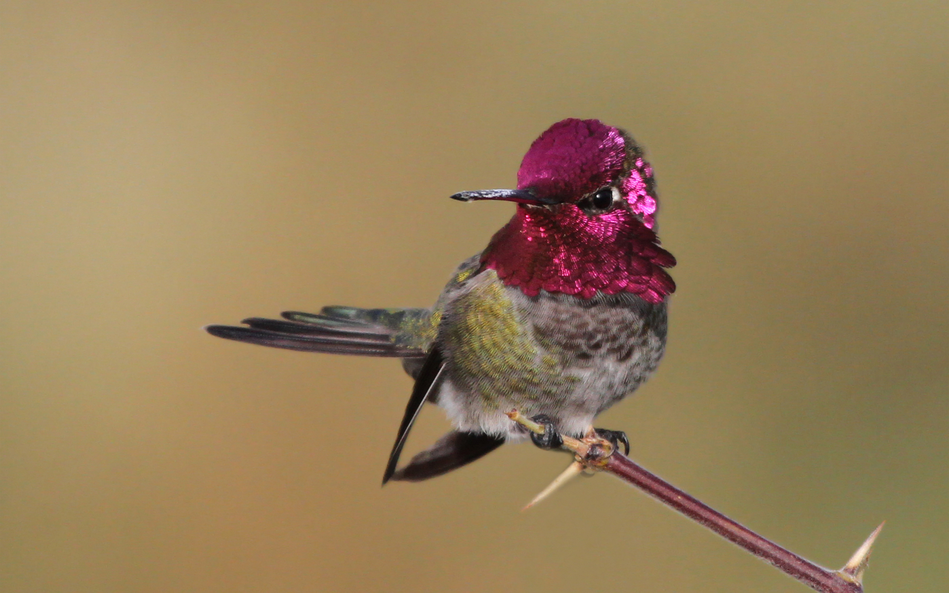 bird, Hummingbird, Branch, Feathers, Pink Wallpaper