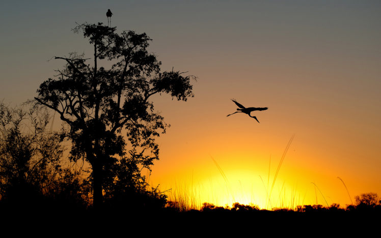 bird, Silhouette, Tree, Sunset, Backlight HD Wallpaper Desktop Background