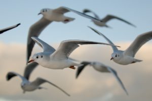 birds, Seagulls, Bokeh