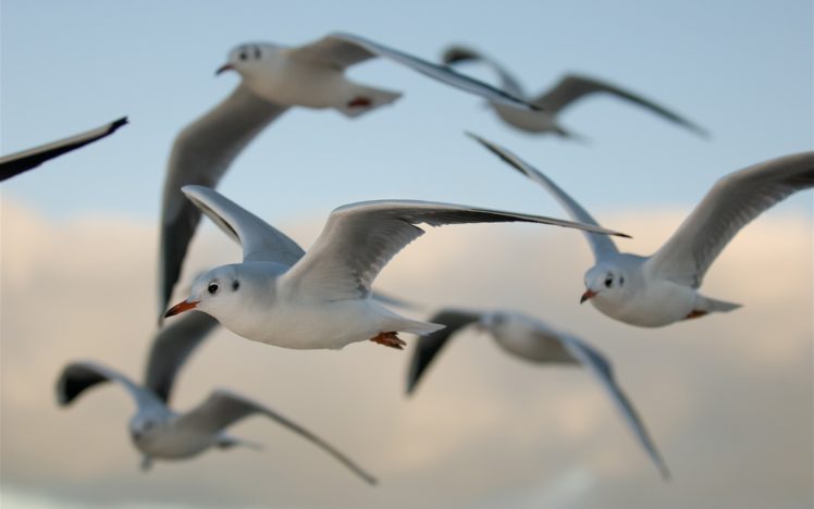 birds, Seagulls, Bokeh HD Wallpaper Desktop Background