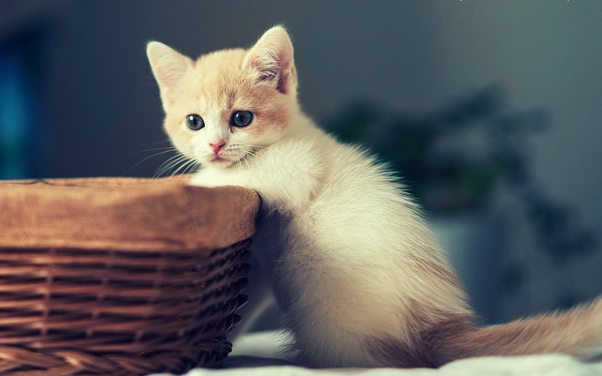kitten, Cat, Cats Wallpapers HD / Desktop and Mobile Backgrounds.
