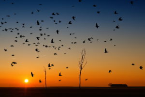 sunset, Birds, Nature