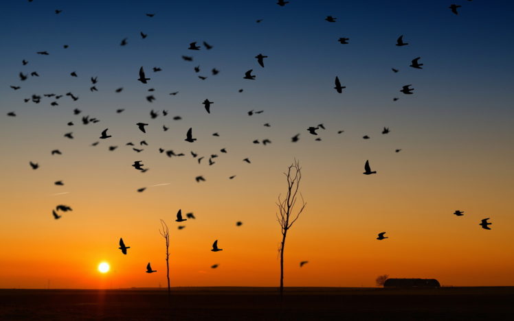 sunset, Birds, Nature HD Wallpaper Desktop Background