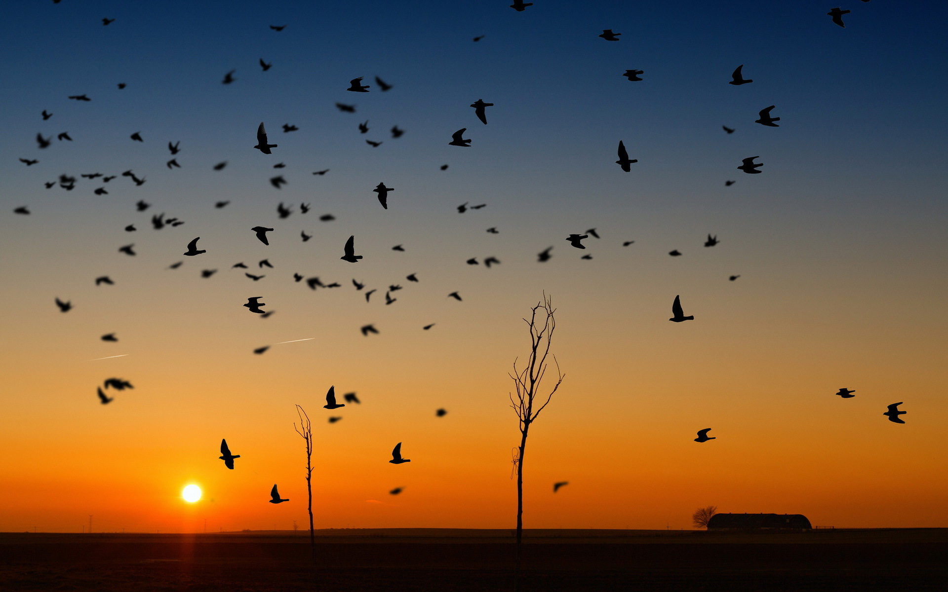 sunset, Birds, Nature Wallpaper