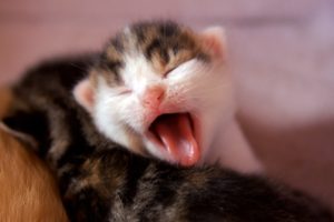 cat, Kitten, Yawn