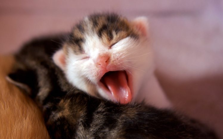 cat, Kitten, Yawn HD Wallpaper Desktop Background