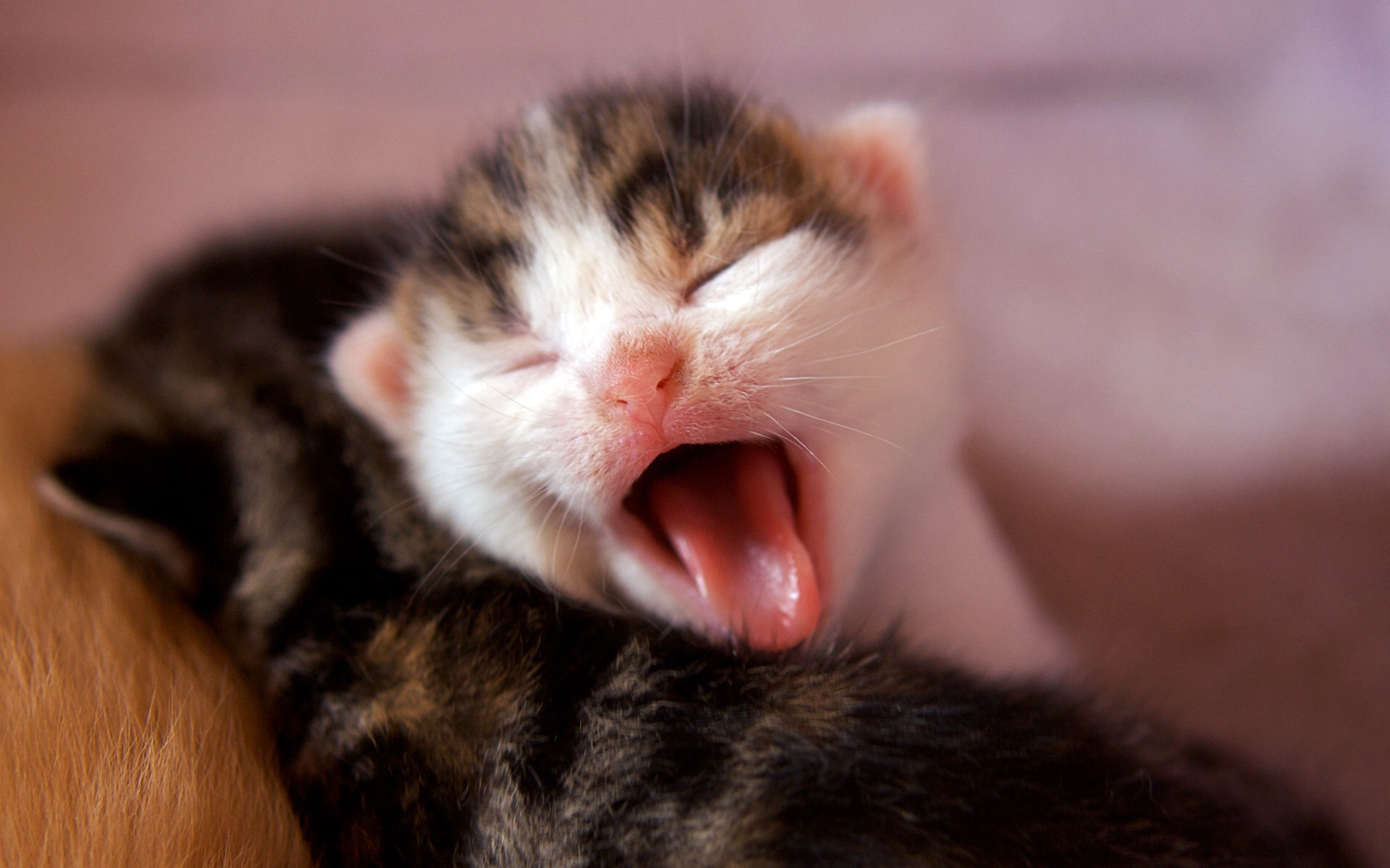 cat, Kitten, Yawn Wallpaper