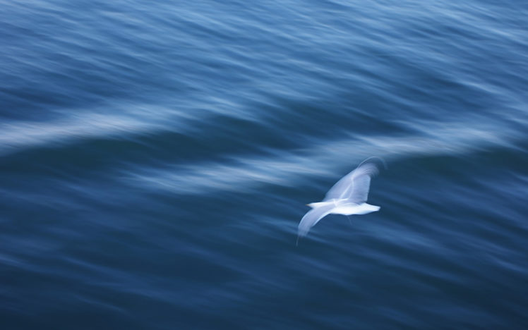 seagull, Bird, Ocean, Motion, Blur HD Wallpaper Desktop Background