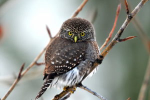 bird, Owl, Nature