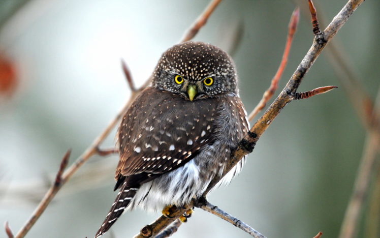 bird, Owl, Nature HD Wallpaper Desktop Background