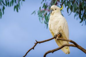 parrot, Branch, Cockatoo