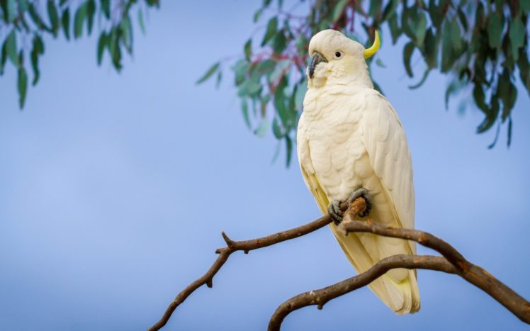 parrot, Branch, Cockatoo HD Wallpaper Desktop Background