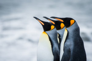 penguins, Royal, Antarctica, South, Georgia