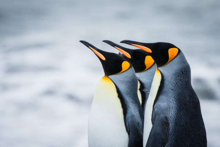 penguins, Royal, Antarctica, South, Georgia HD Wallpaper Desktop Background