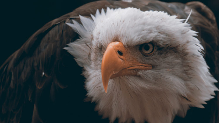 bald, Eagle, Bird HD Wallpaper Desktop Background