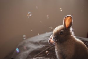 bunny, Rabbit, Bubbles, Bubble, Easter