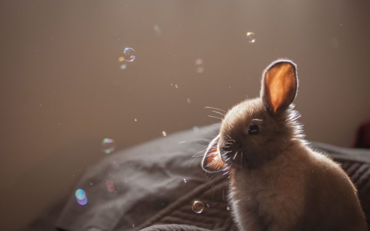 bunny, Rabbit, Bubbles, Bubble, Easter HD Wallpaper Desktop Background