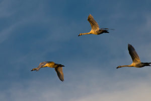 geese, Birds, Bokeh