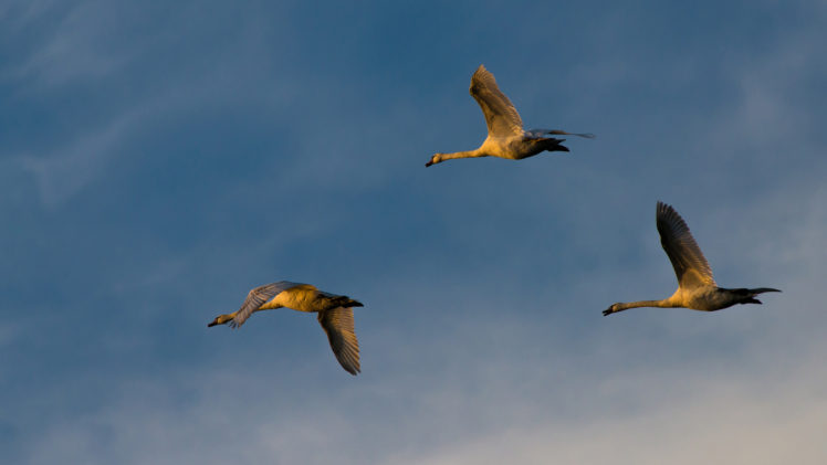 geese, Birds, Bokeh HD Wallpaper Desktop Background