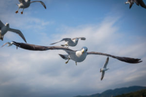seagulls, Birds, Bokeh