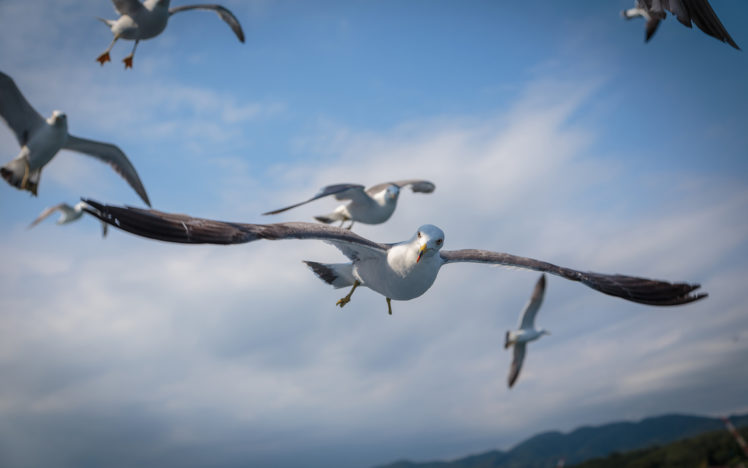 seagulls, Birds, Bokeh HD Wallpaper Desktop Background