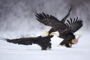birds, Bald, Eagles