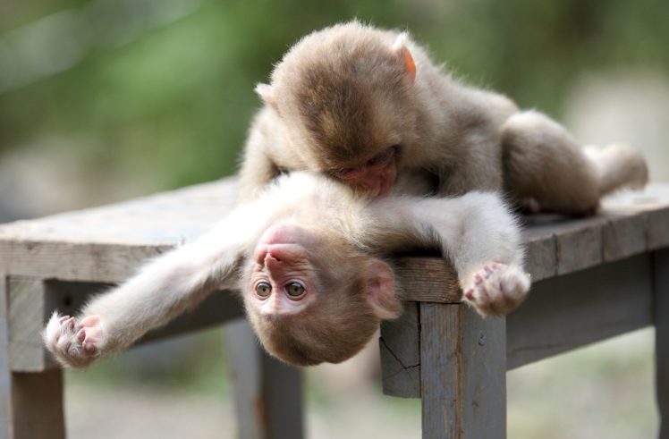 apes, Monkeys, Play HD Wallpaper Desktop Background