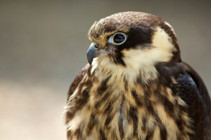 bird, Predator, Profile, Falcon