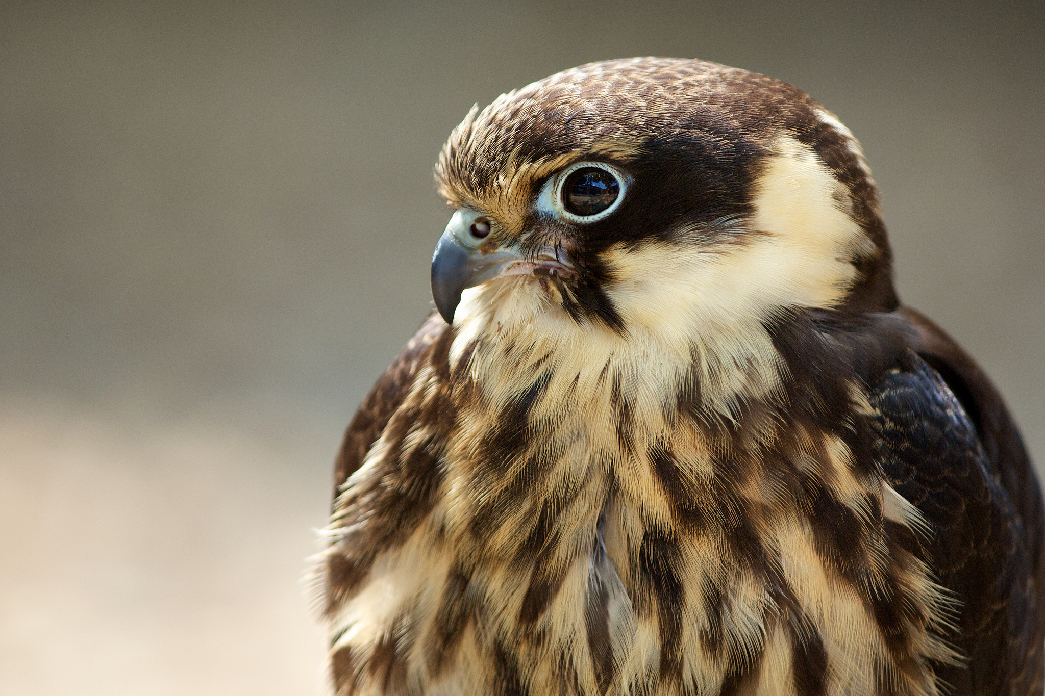 bird, Predator, Profile, Falcon Wallpapers HD / Desktop
