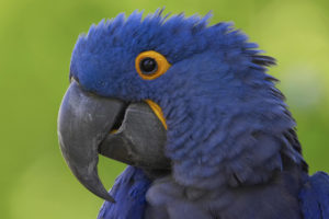 birds, Parrots, Macaw, Hyacinth, Macaw
