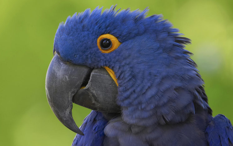birds, Parrots, Macaw, Hyacinth, Macaw HD Wallpaper Desktop Background