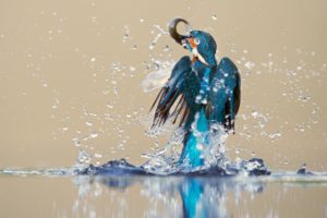 kingfisher, Bird, Water, Spray, Catch, Drops, Reflection