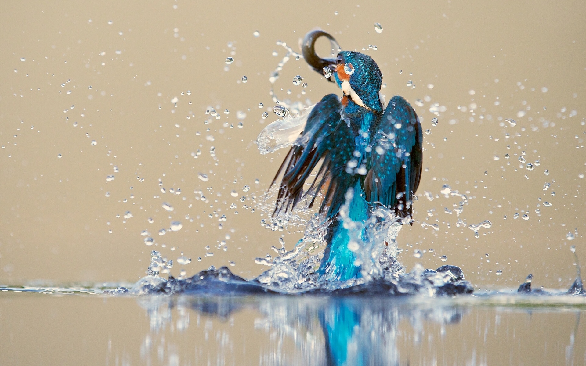 kingfisher, Bird, Water, Spray, Catch, Drops, Reflection Wallpaper