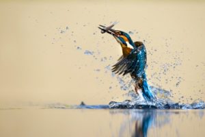 kingfisher, Bird, Water, Spray, Catch, Drops, Reflection