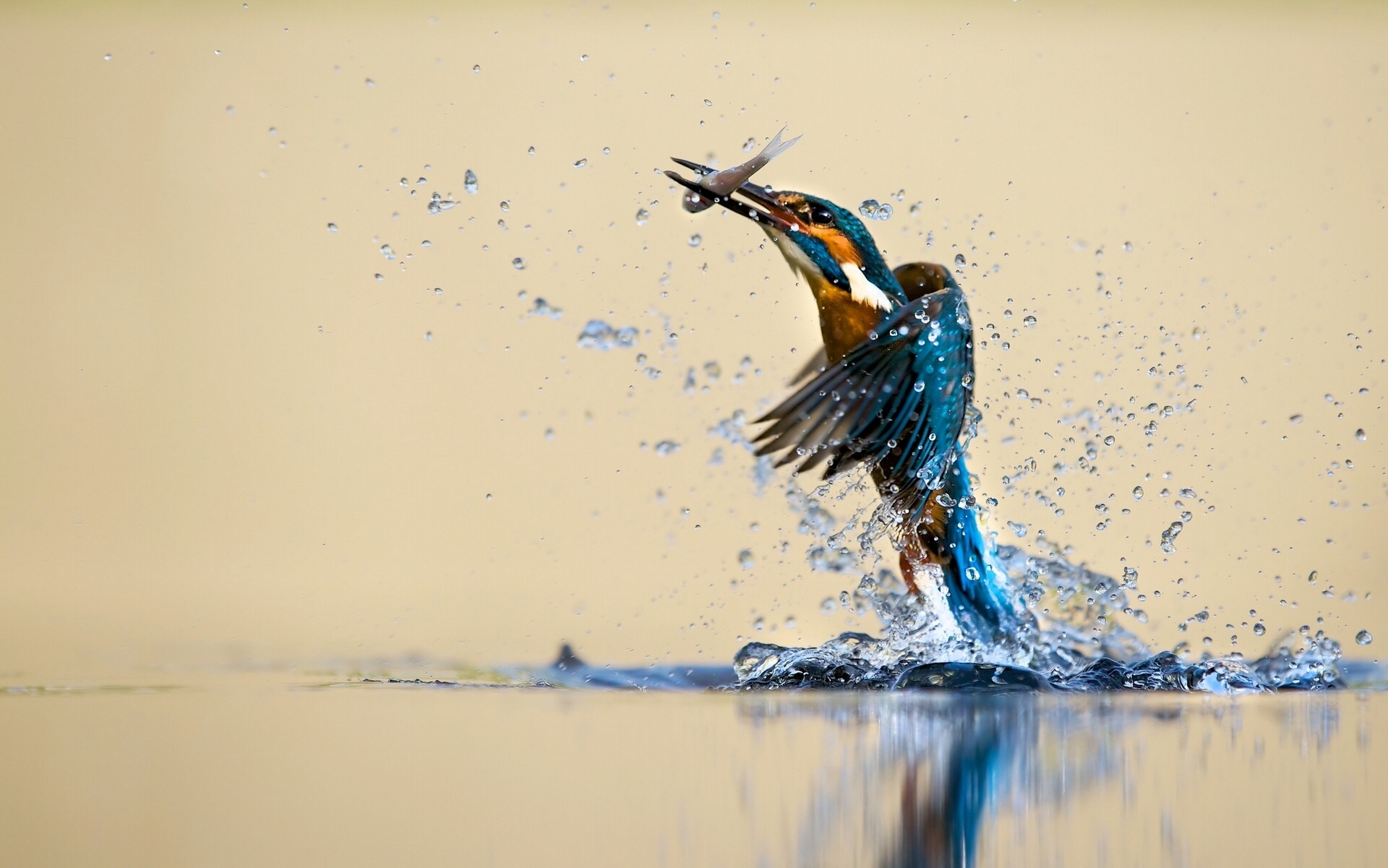 kingfisher, Bird, Water, Spray, Catch, Drops, Reflection Wallpaper