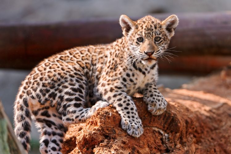 leopard, Cub, Kitten, Cat HD Wallpaper Desktop Background