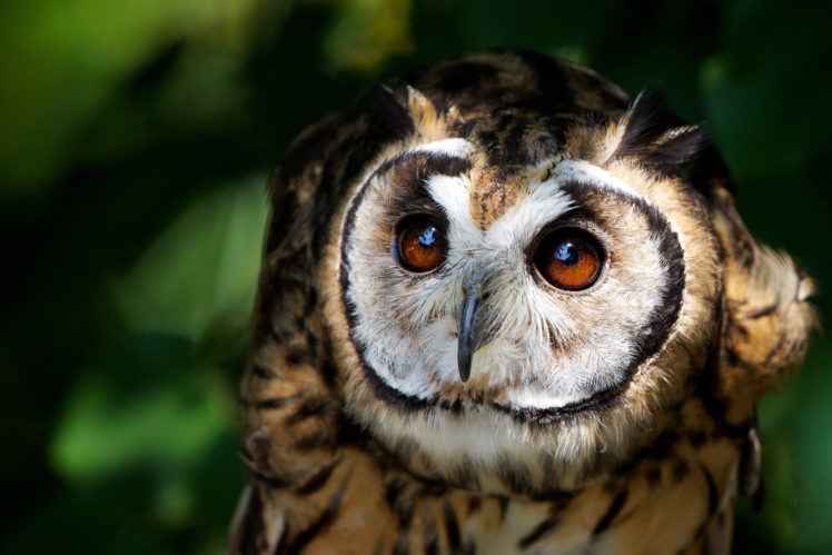 owl, Bird, Eyes, Owls HD Wallpaper Desktop Background