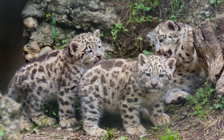 snow, Leopard, Kittens, Cat HD Wallpaper Desktop Background